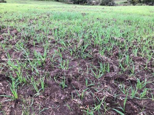 Fazenda para venda em encantado, interior - Foto 2