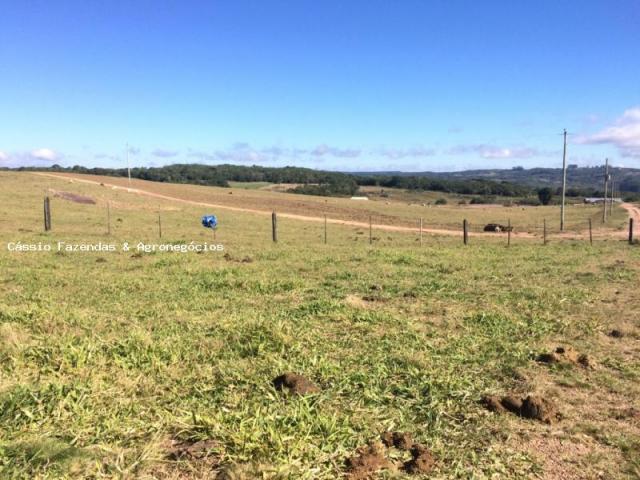 Fazenda para venda em encruzilhada do sul, interior - Foto 11