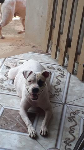 Pitbull american - Foto 3