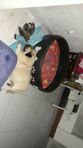Pug filhotes - Foto 3