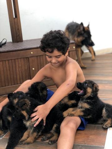 Filhotes de pastor alemão com pedigree! - Foto 3