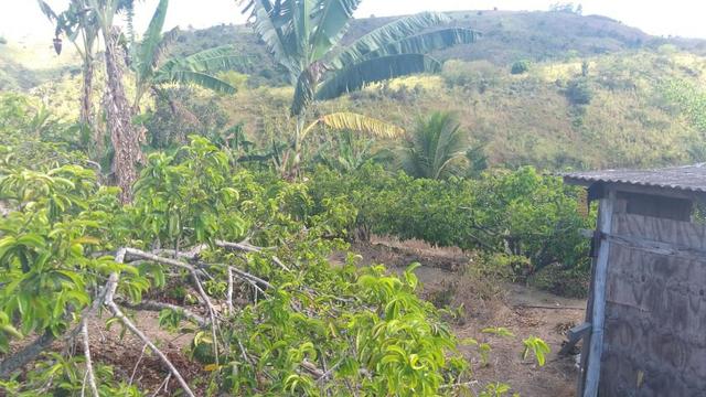 Excelente propriedade em Chã Grande, com 7 hectares - Foto 17