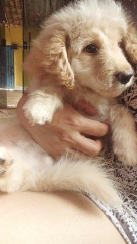 Vendo Filhote de poodle macho