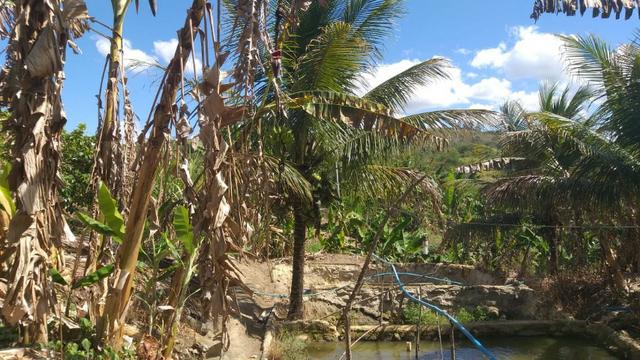 Excelente propriedade em Chã Grande, com 7 hectares - Foto 13
