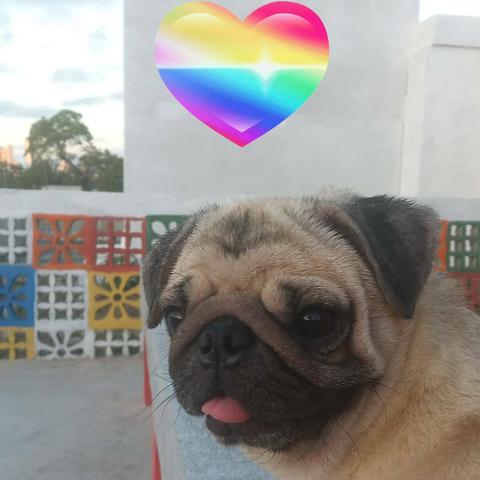 Passeios com animais - Foto 2