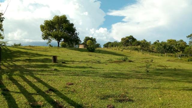 Fazenda 1450 hectare - Foto 4