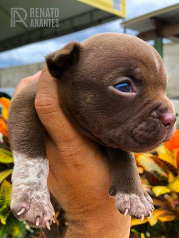 American Bully Kennel Registrado