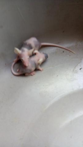 Camundongos hairless_ Leia o anúncio_
