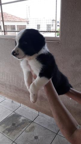 Boder collie com 30 dias de nacido - Foto 6