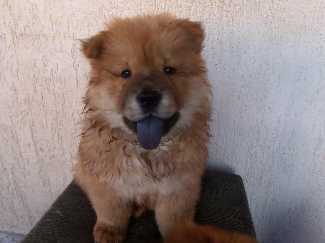 Chow Chow - Foto 3
