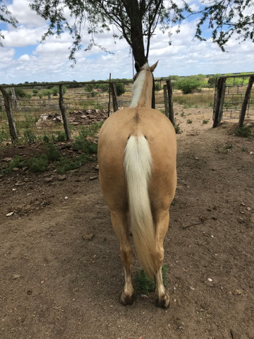 Égua Palomina de esteira - Foto 5