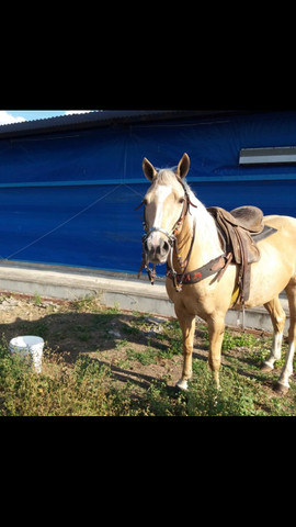 Égua Palomina de esteira - Foto 3