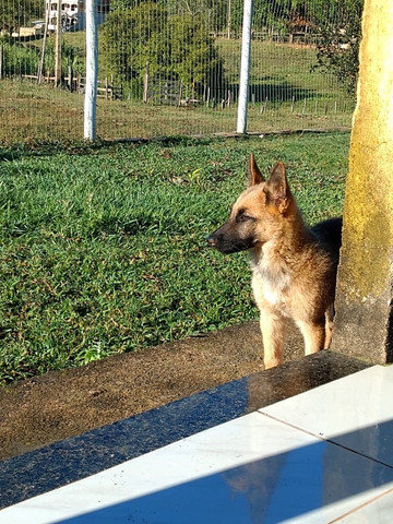 Cachorro - Foto 3