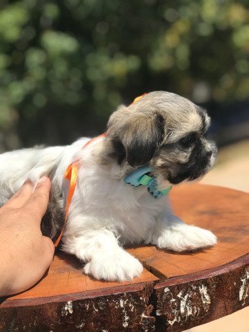 Lindo machinho de lhasa apso qualidade total - Foto 5
