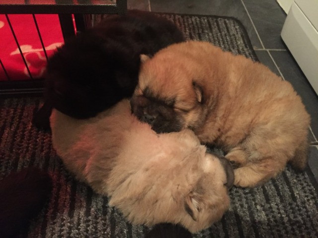 Filhotes de Chow Chow Macho e fêmea/vermifugados e vacinados - Foto 4