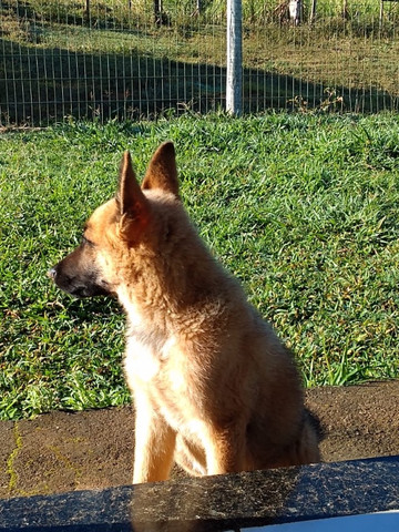 Cachorro - Foto 2