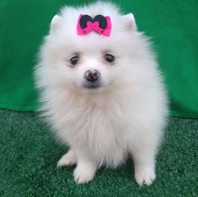 Spitz Alemão Filhotes com Pedigree