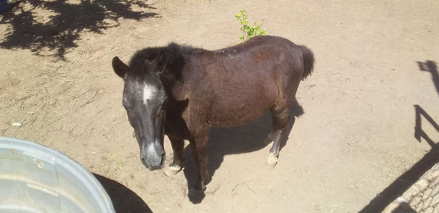 Cavalo