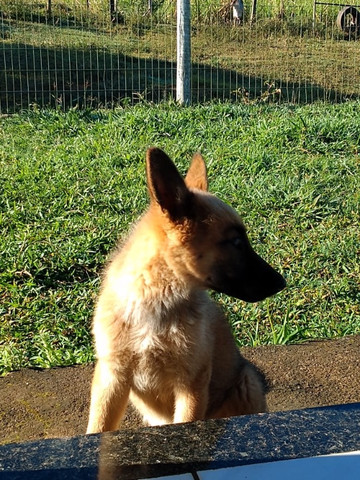 Cachorro