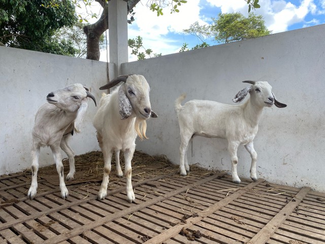 Bode e cabras raça Savana Registrados (1macho e 2 fêmeas)