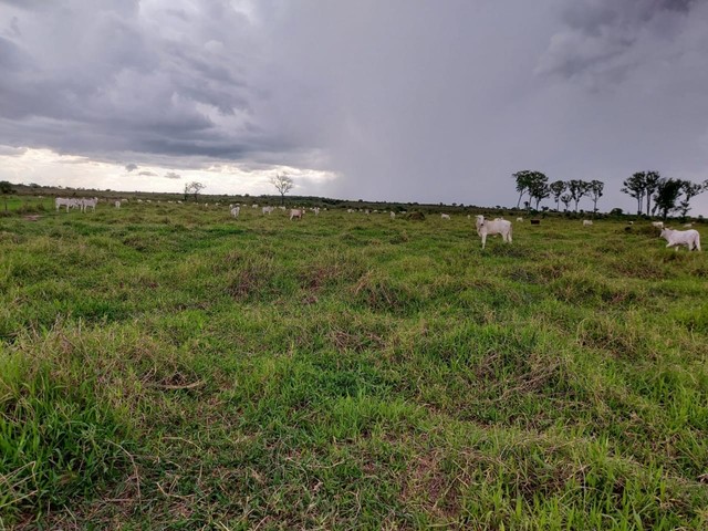 fazenda área 915 alqueires município de Abreulândia Tocantins - Foto 3