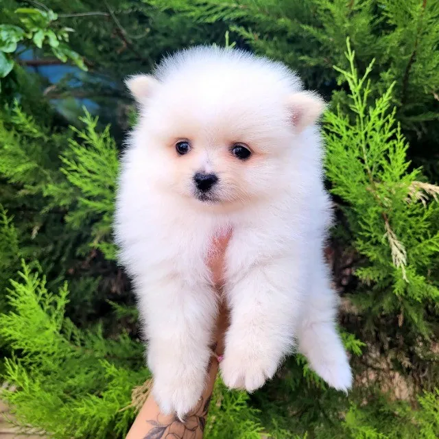 Spitz Alemão Fêmea 12x Sem Juros Pedigree CBKC envio grátis