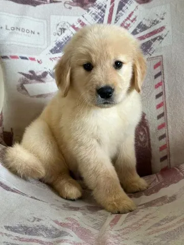 Golden Retriever bem fofinhos $$ - Cachorros e acessórios - Perdizes, São  Paulo 904740490