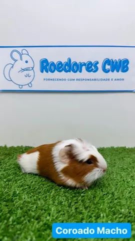 Porquinhos várias raças!  - Foto 3