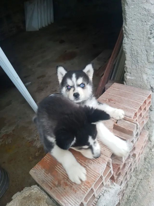 Husky siberiano com 2 meses