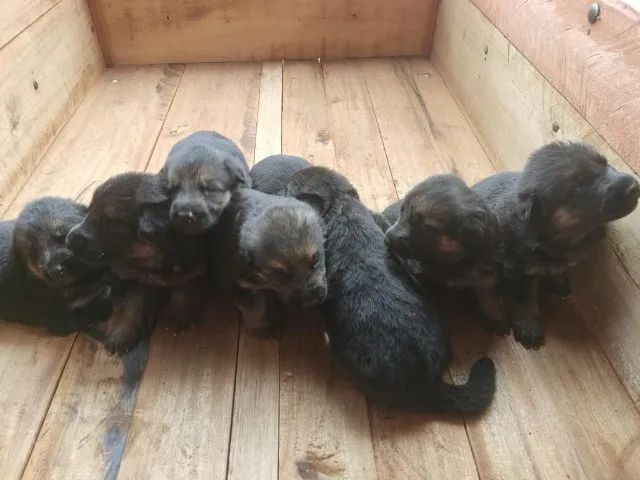caes saudaveis e lindos - Foto 3