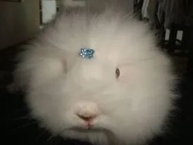 mini coelho -  venda e locação para pascoa  - Foto 6