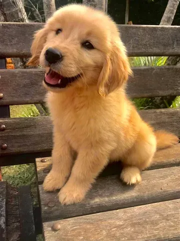 Golden Retriever bem fofinhos $$ - Cachorros e acessórios - Perdizes, São  Paulo 904740490