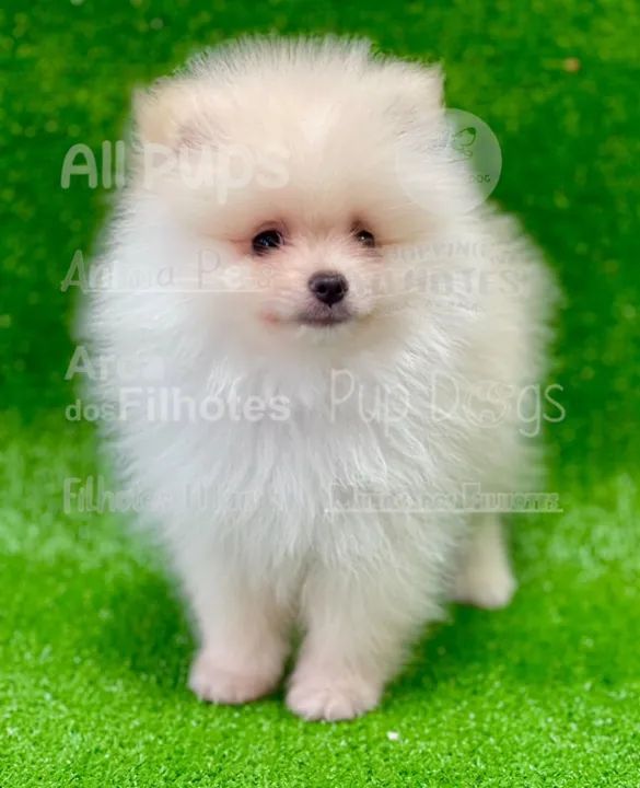 spitz alemão, fofos, espertos e meigos  - Foto 4