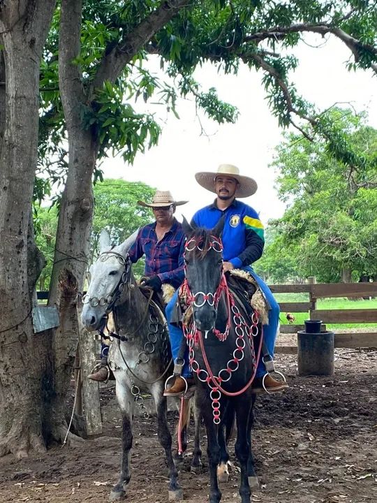 Cavalo Mangalarga  - Adestrado