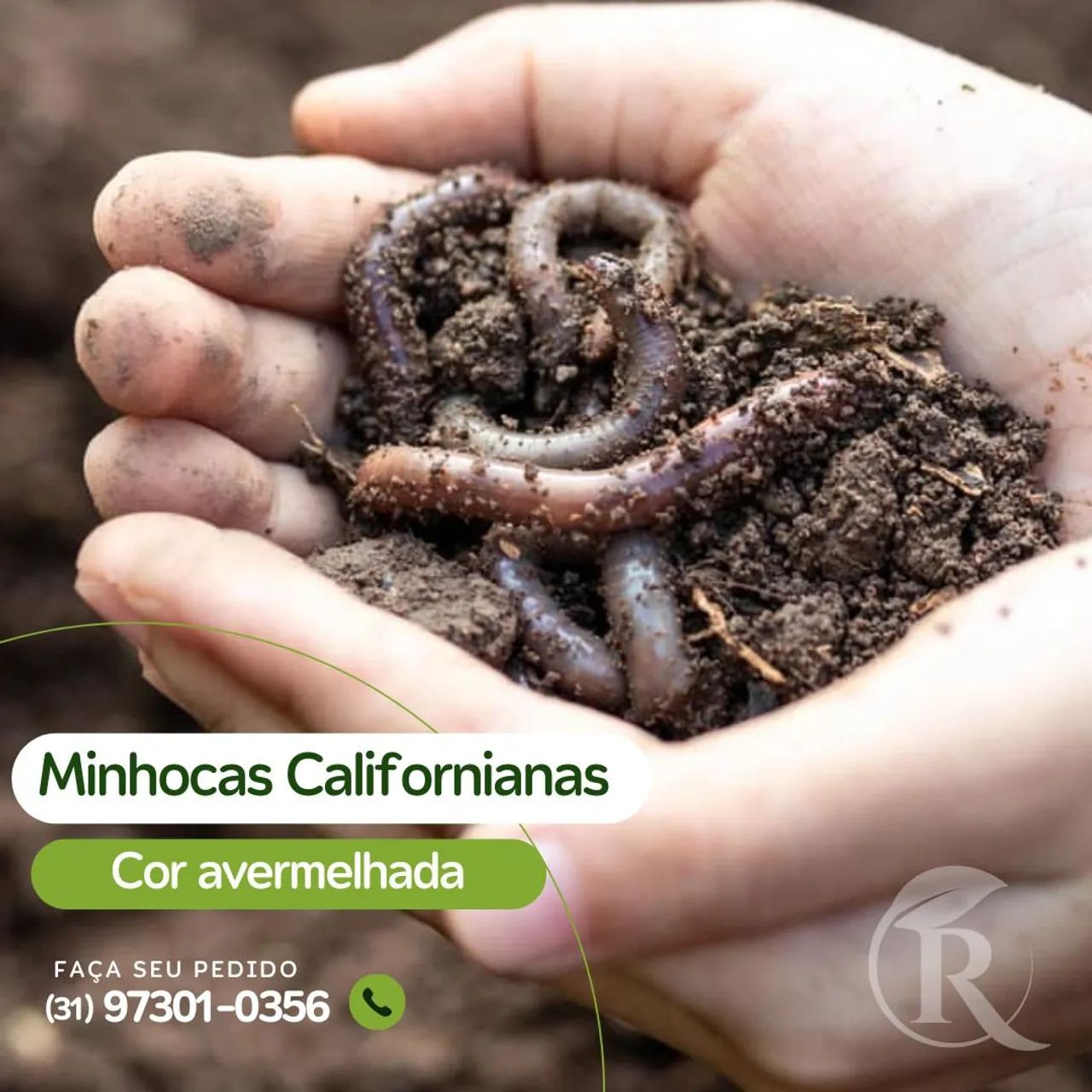 Vendo minhocas californianas R$25,00 - 100 minhocas 