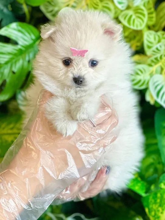 spitz alemão, fofos, espertos e meigos  - Foto 2