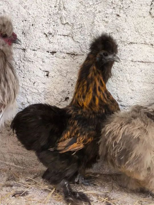 Sedosas do Japão  - Foto 4