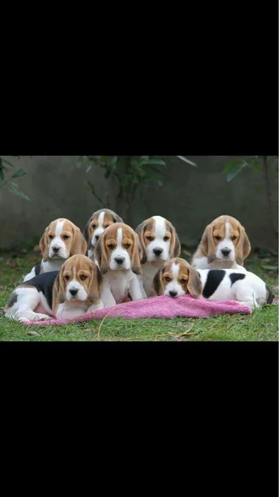 Beagle: guia de cuidados essenciais 