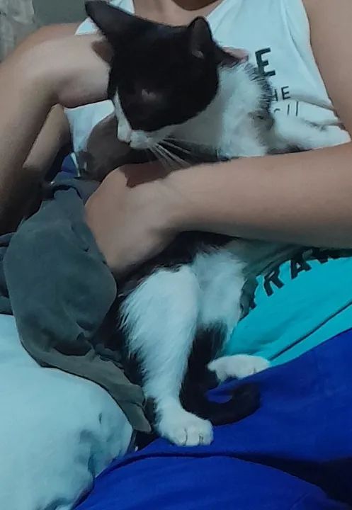 Gatinho preto e branco disponível para adoção - Foto 4