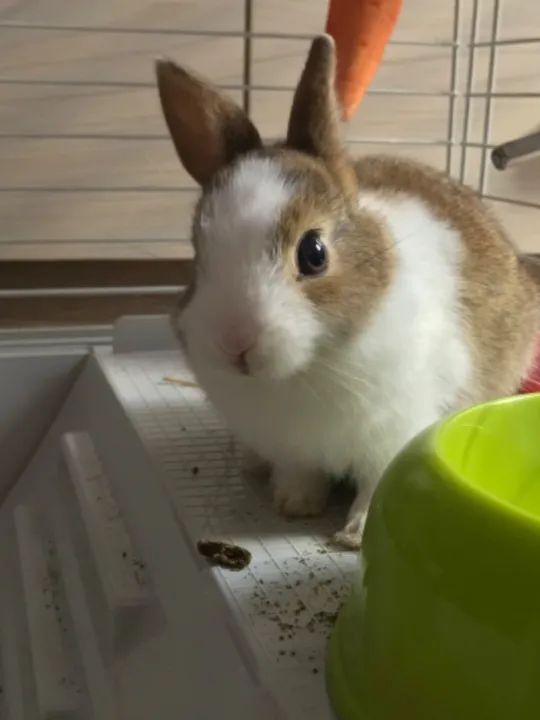 Coelho netherland filhote