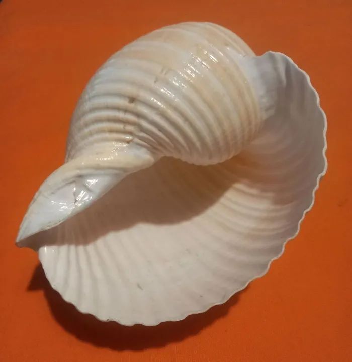 CONCHA DO MAR - Foto 2
