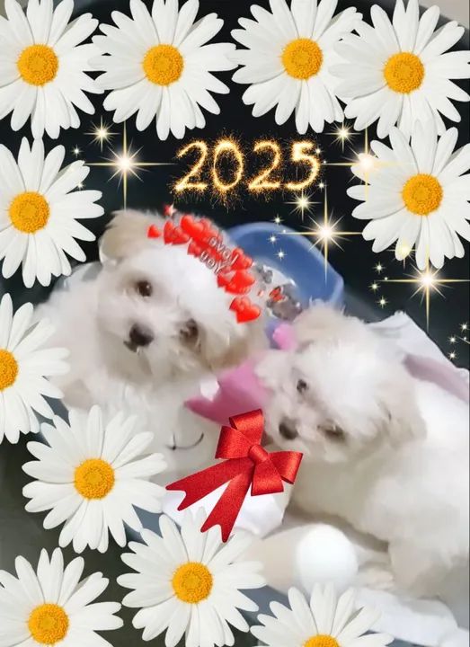 Bebês Esmeralda Radiantes - Foto 5