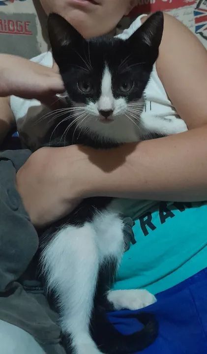 Gatinho preto e branco disponível para adoção - Foto 3