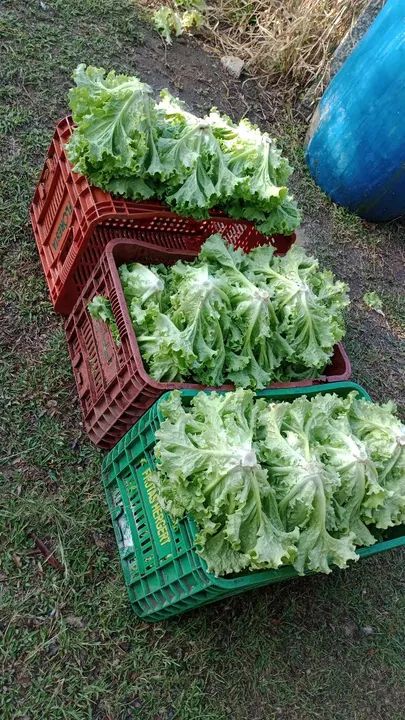 Produção orgânicos 