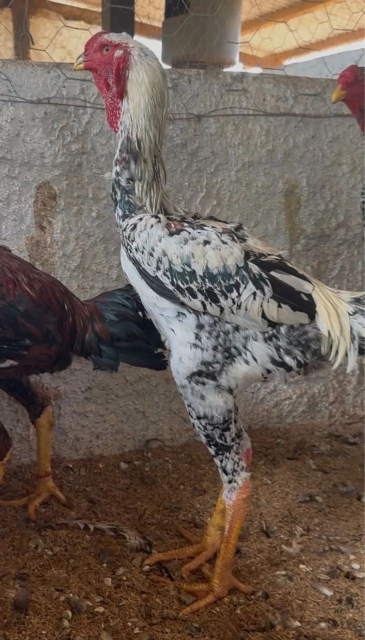Venda Permanente de Frangos e Frangas da Raça Índio Gigante  - Foto 5