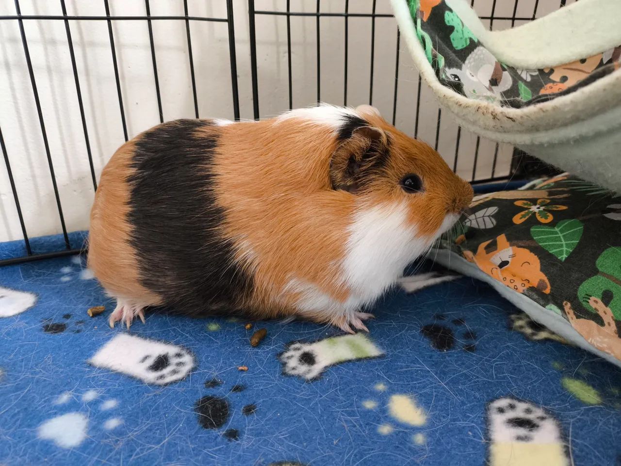 Porquinhos da índia 2 machos