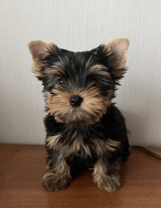 Yorkshire Terrier machinho que muda sua vida