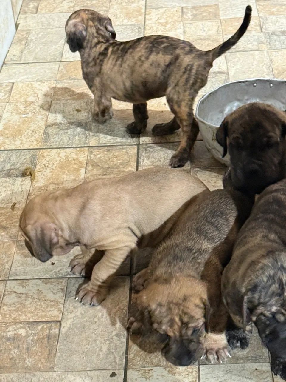 Filhotes de Fila Brasileiro disponíveis com 30 dias - Foto 2