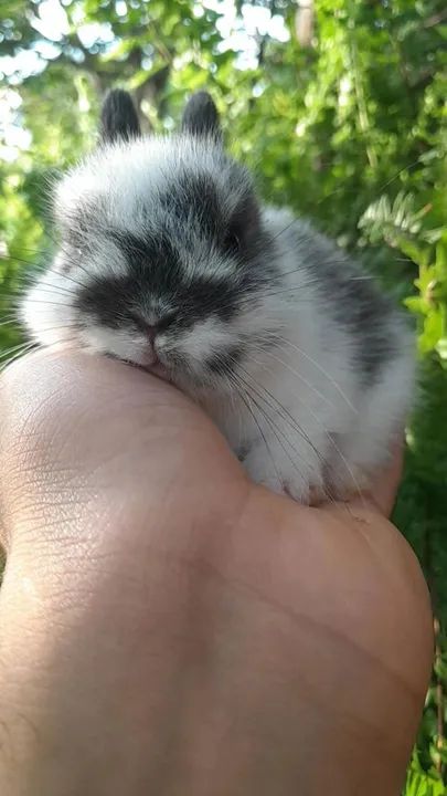 Anão netherland  - Foto 3