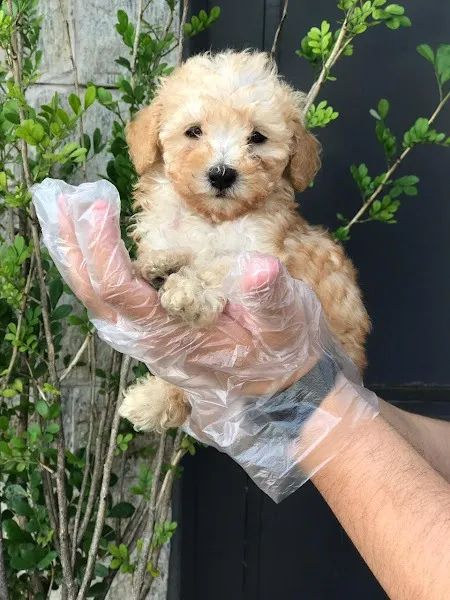 Poodle toy Padrão CBKC